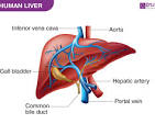 liver
