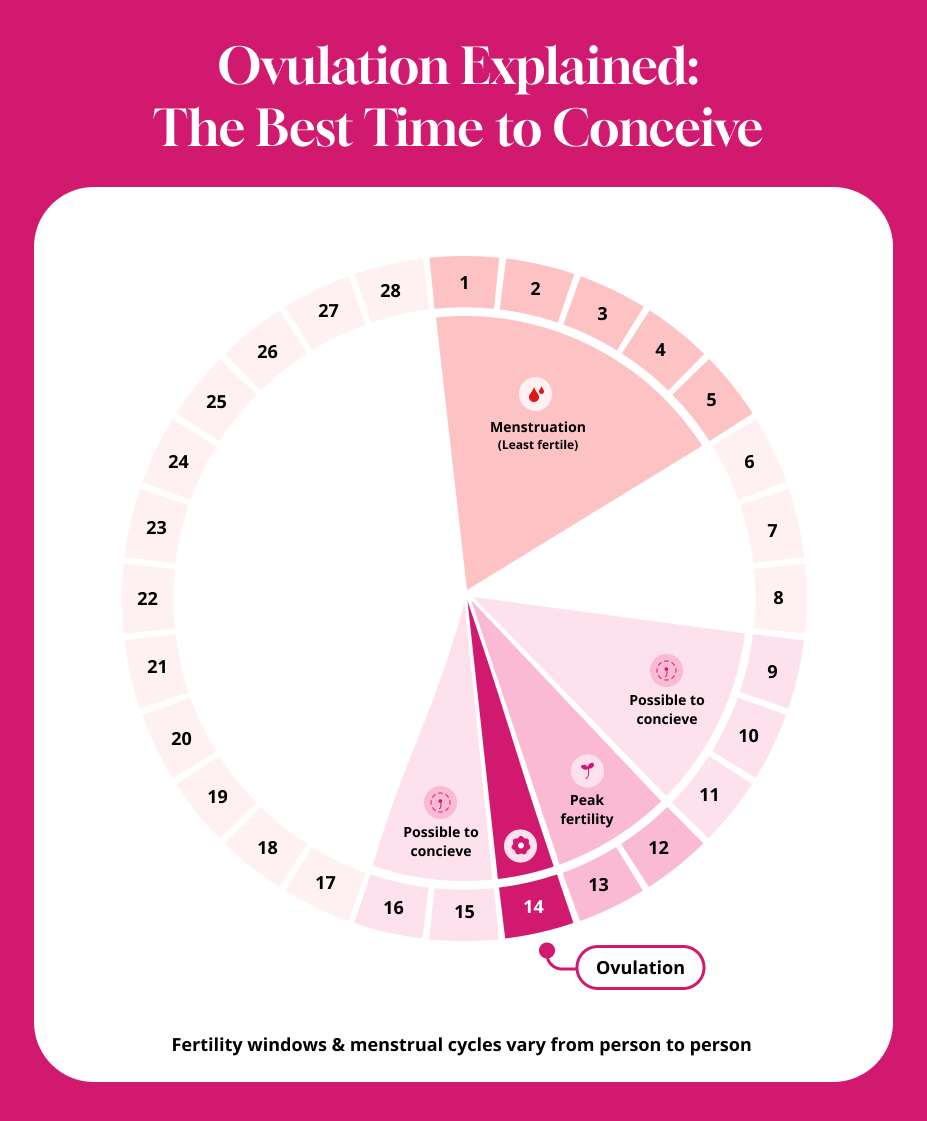 conceive